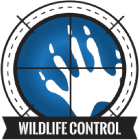 For wildlife control Atlanta calls on SWAT Services.